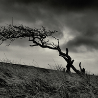 Buy canvas prints of Storm Tree on Skye by Stephen Maher