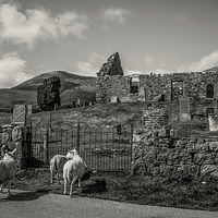 Buy canvas prints of Sheep at Cill Chriosd, Skye by Stephen Maher