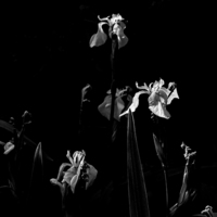 Buy canvas prints of  Stand Of Lillies by Stephen Maher
