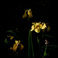 Buy canvas prints of Lllies on a Black Background by Stephen Maher