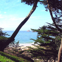 Buy canvas prints of NA Sea view through the Pines by james richmond