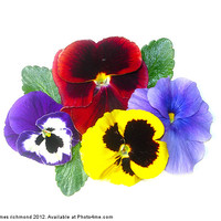 Buy canvas prints of NA Pansies by james richmond