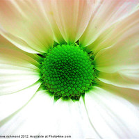 Buy canvas prints of Green Eyed Daisy by james richmond