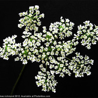 Buy canvas prints of White Flower Umbels - 2 by james richmond