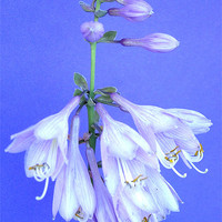 Buy canvas prints of Plantain Lily - Hosta by james richmond