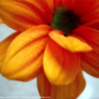 Buy canvas prints of Orange Chrysanthemum - 1 by james richmond