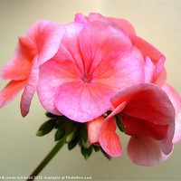 Buy canvas prints of Pink Geranium Flower by james richmond
