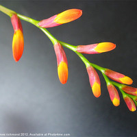 Buy canvas prints of Montbretia Buds by james richmond