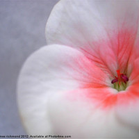 Buy canvas prints of White Geranium Flower - 1 by james richmond
