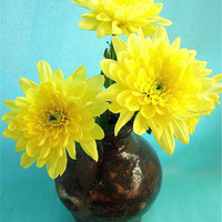 Buy canvas prints of Yellow Chrysanthemum by james richmond