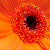 Buy canvas prints of Gerbera Daisy - Orange by james richmond