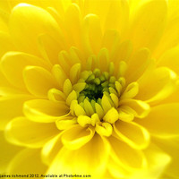 Buy canvas prints of Yellow Chrysant by james richmond
