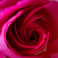 Buy canvas prints of Magenta Red Rose by james richmond