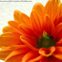 Buy canvas prints of Orange Petals by james richmond
