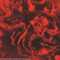 Buy canvas prints of Red Ruffle - Carnation by james richmond
