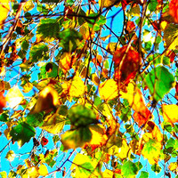 Buy canvas prints of Leaves in Autumn by james richmond
