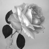 Buy canvas prints of Rose in Monochrome by james richmond