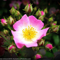Buy canvas prints of Wild Rose - Rosa Canina by james richmond