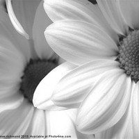 Buy canvas prints of Black and White Daisy by james richmond