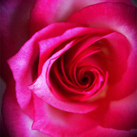 Buy canvas prints of Rose Grandiflora by james richmond