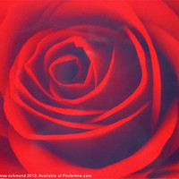 Buy canvas prints of Scarlet Rose by james richmond
