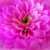 Buy canvas prints of Pink Chrysanthemum by james richmond