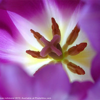 Buy canvas prints of Purple Tulip by james richmond