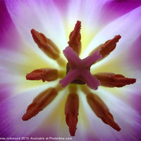 Buy canvas prints of Purple Tulip - 2 by james richmond