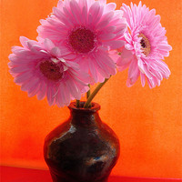 Buy canvas prints of Pink Gerbera by james richmond