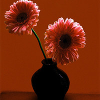 Buy canvas prints of Gerbera in Twilight by james richmond