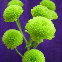 Buy canvas prints of Chrysanthemum Green Button Pompons by james richmond
