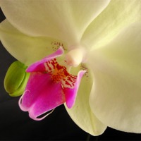 Buy canvas prints of Orchid Flower by james richmond
