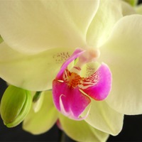 Buy canvas prints of Orchid Study by james richmond