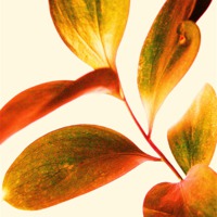 Buy canvas prints of Leaf Study by james richmond