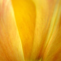 Buy canvas prints of Golden Tulip Petal by james richmond
