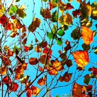 Buy canvas prints of Autumn Leaves - 3 by james richmond