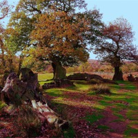 Buy canvas prints of Oaks in Autumn by james richmond