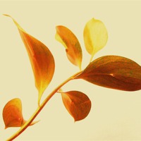 Buy canvas prints of Leaf Study - 2 by james richmond