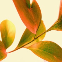 Buy canvas prints of Leaf Study - 3 by james richmond