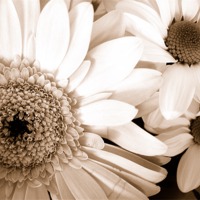 Buy canvas prints of Gerbera and Daisies in Sepia by james richmond