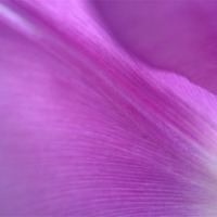 Buy canvas prints of Purple Tulip Petals by james richmond