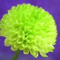 Buy canvas prints of Green Button Pompon - Chrysant by james richmond