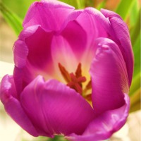Buy canvas prints of Purple Tulip by james richmond