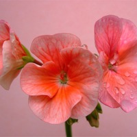 Buy canvas prints of Pink Geranium by james richmond