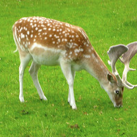 Buy canvas prints of Fallow Deer by james richmond