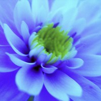 Buy canvas prints of Blue Chrysanthemum by james richmond