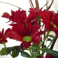 Buy canvas prints of Red Chrysanthemums by james richmond