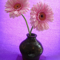 Buy canvas prints of Two Pink Gerbera by james richmond