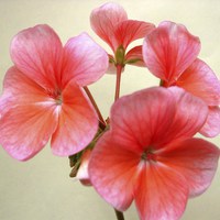 Buy canvas prints of Pink Geranium Flowers by james richmond
