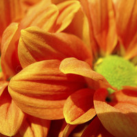 Buy canvas prints of Orange Chrysanthemums by james richmond